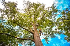 Professional  Tree Services in Mission Hills, CA