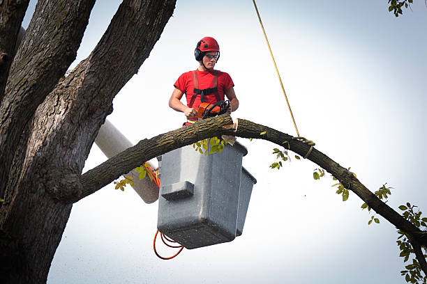 Best Tree Maintenance Programs  in Mission Hills, CA